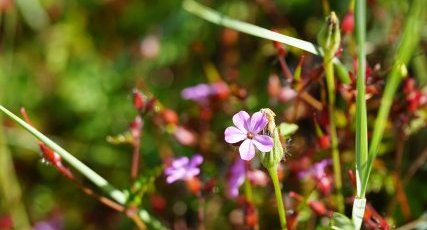 Géranium pourpre