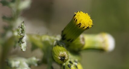 Fleurs de sénéçon commun