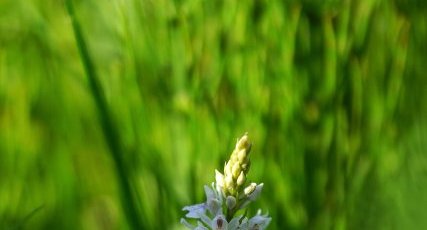 Orchis tacheté