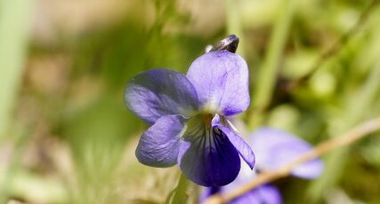 Violette odorante