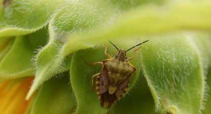 Carpocoris sp. ?