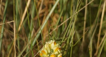 Linaria sp.