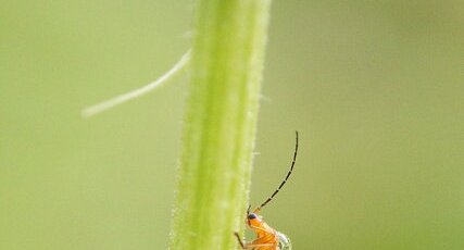 Rhagonycha fulva