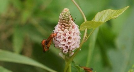 Cantharis fauves