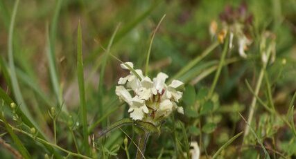 Brunelle blanche