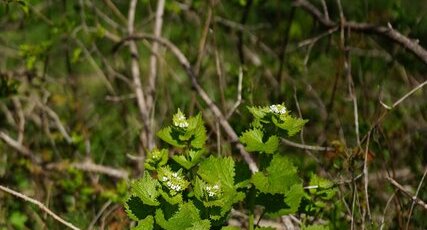 Alliaire officinale