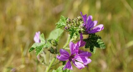 Mauve sylvestre