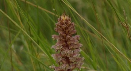 Orobanche sp.