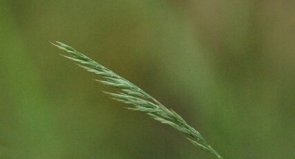 Festuca sp.