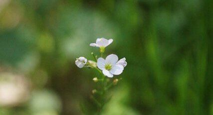 Cardamine des près