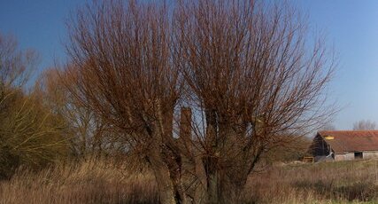 Bouquet de trognes