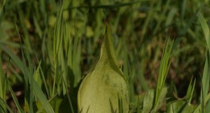 Arum sp.