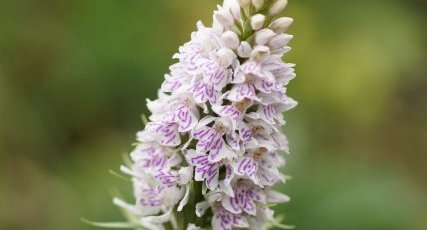 Dactylorhiza fuchsii