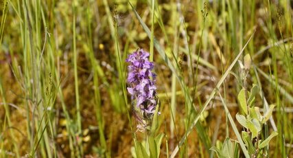 Datylorhiza sp.