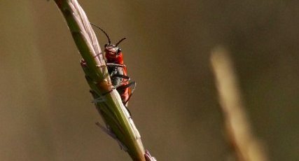 Malachius coccineus