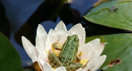 Grenouille verte