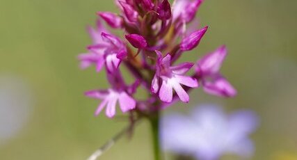 Orchis pyramidal