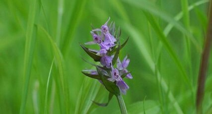 Dactylorhiza sp.