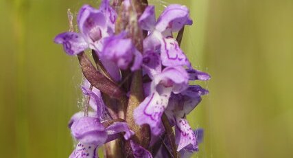 Fleur de Dactylorhiza sp.