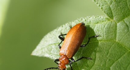 Pyrochroa serraticornis