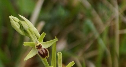 Ophrys sphegodes - sous réserve