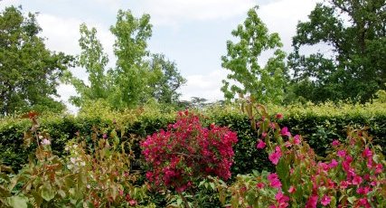 Collection de Bougainvillée