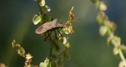 Coreus marginatus