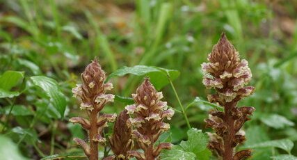 Orobanche du Lierre - sous réserve