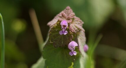 Lamier pourpre