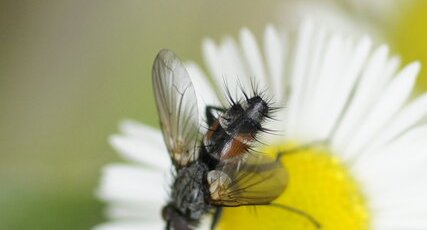 Eriothrix rufomaculatus - sous réserve