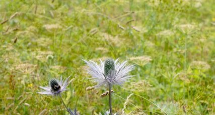 Panicaut des Alpes