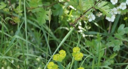 Euphorbe petit cyprès