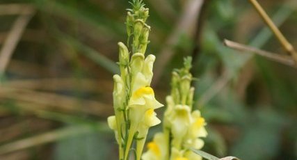 Linaria vulgaris