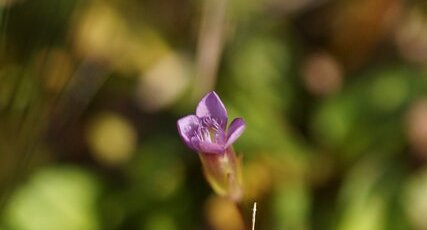 Gentianelle sp.