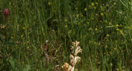 Orobanchacea caryophyllacea