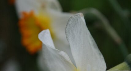 Narcissus