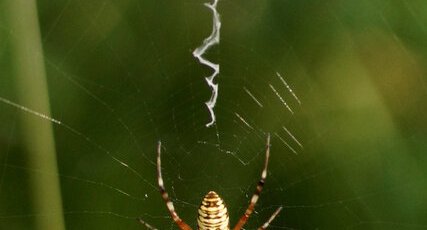 Argiope frelon