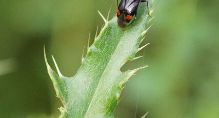 Deraeocoris ruber