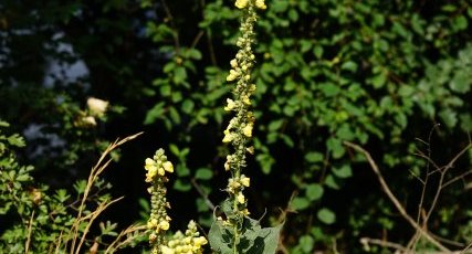 Molène à fleurs denses ?