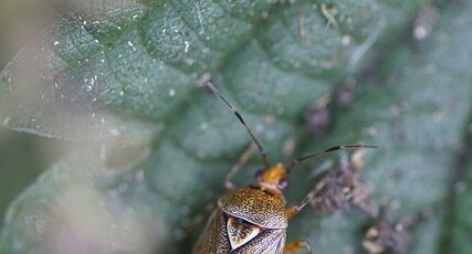 Déréocorise (Deraeocoris sp.)