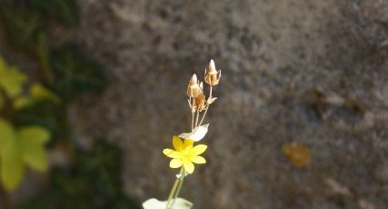 Blackstonia perfoliata