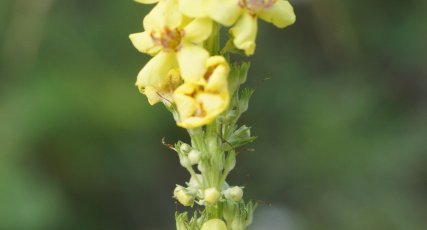 Molène fausse blattaire ?