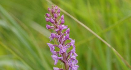 Orchis moucheron