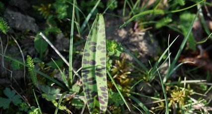 Orchis de Fuchs - sous réserve