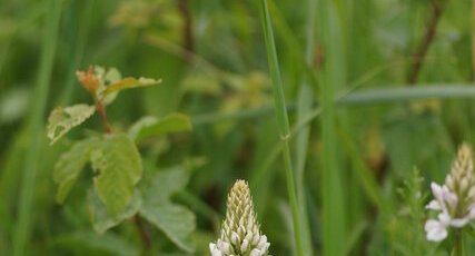 Orchis de Fuchs