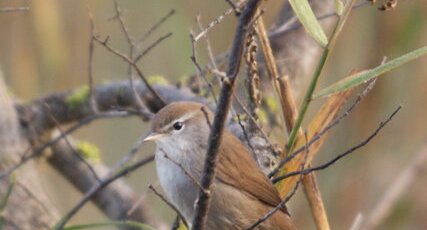 Bouscarle de Cetti