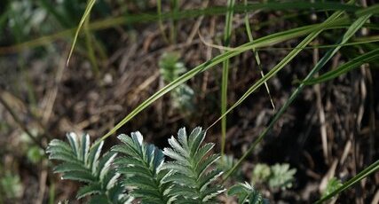 Potentille sp.