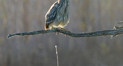 Crabier chevelu juvénile