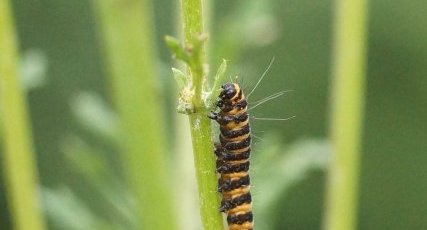 Chenille de l'Ecaille du Séneçon