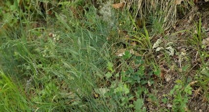 Festuca sp.